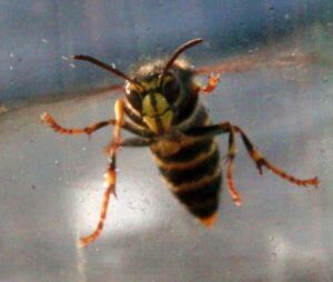 wasp sting