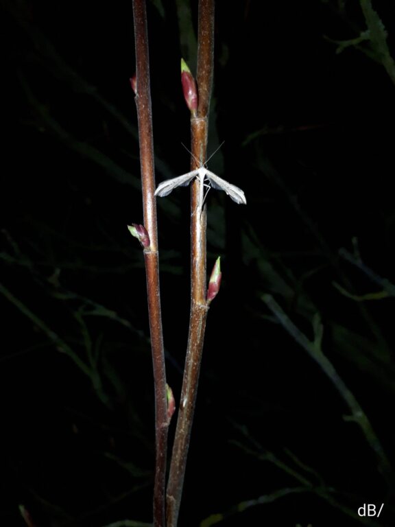 Common Plume (<em>Emmelina monodactyla</em>)