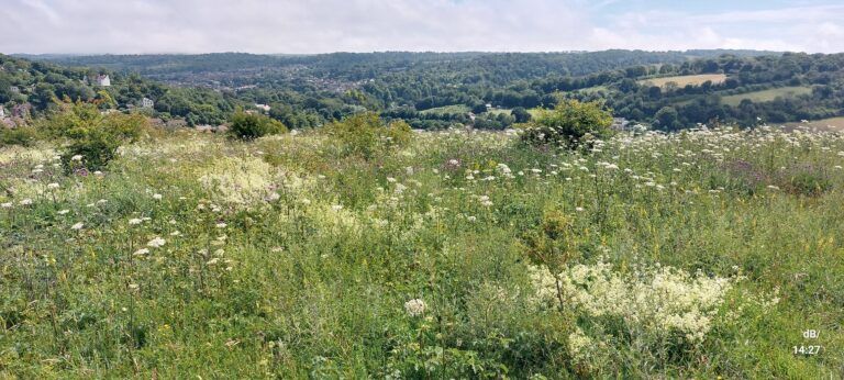 Temple Ewell Nature Reserve, no sign of the rare moth recently rediscovered there, the Dover Tortrix (vs Tyree Twist)