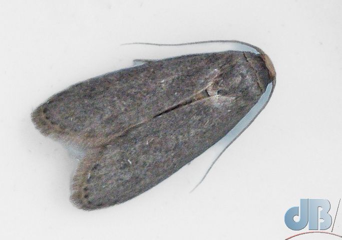 Lesser Wax Moth (<em>Achroia grisella</em>)