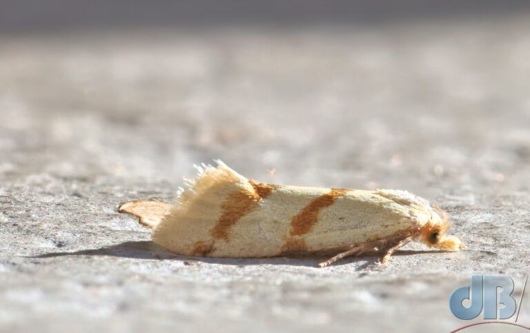 Hemlock Yellow Conch (<em>Aethes beatricella</em>)