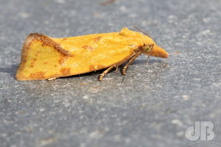 Common Yellow Conch (<em>Agapeta hamana</em>)