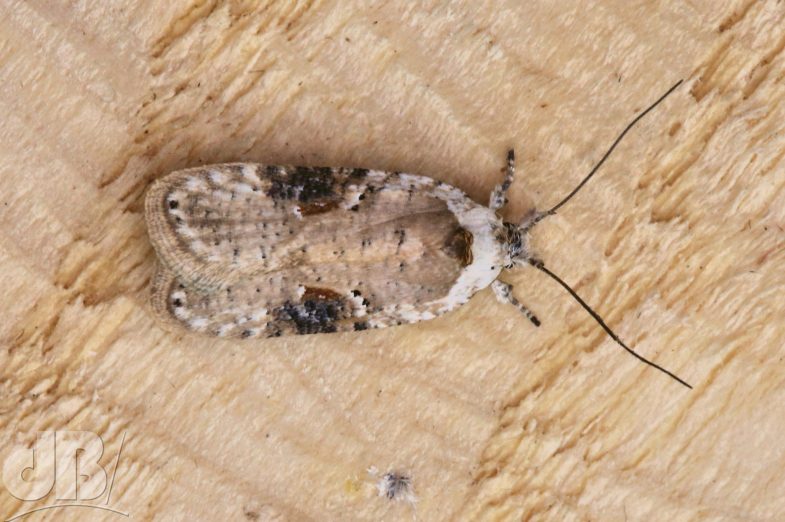 Brown-spot Flat-body (<em>Agonopterix alstromeriana</em>)