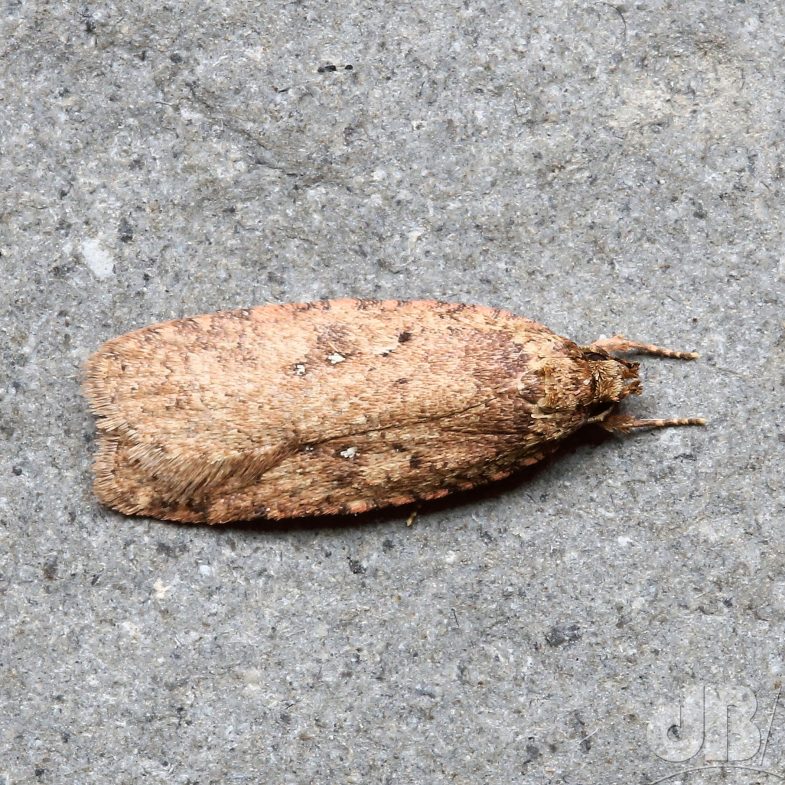 Agonopterix heracliana-ciliella agg.