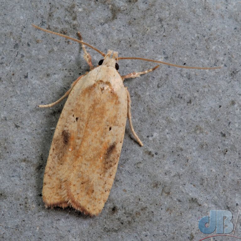 Gorse-tip Moth (<em>Agonopterix nervosa</em>)