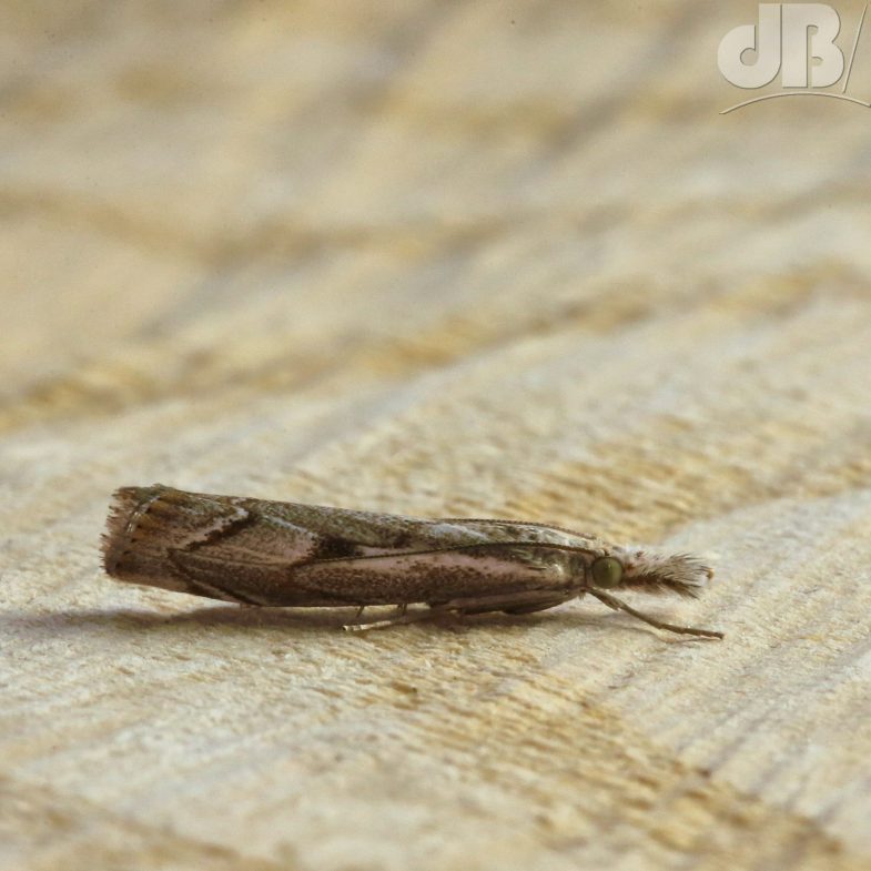 Elbow-striped Grass-veneer (<em>Agriphila geniculea</em>)