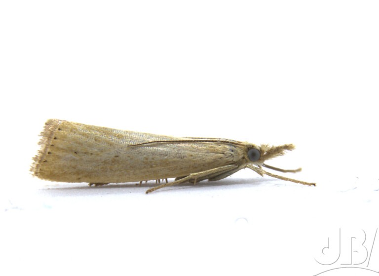 Straw Grass-veneer (<em>Agriphila straminella</em>)