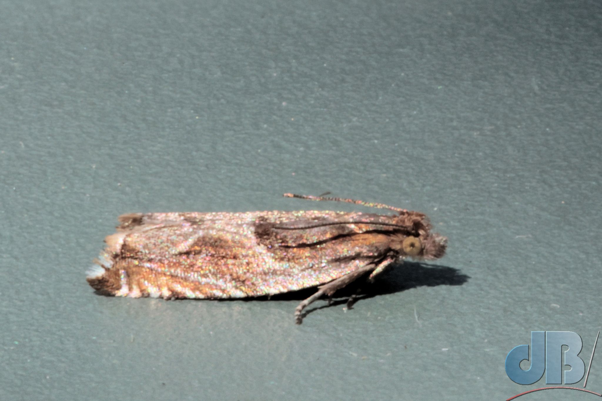 Least Hook-tip (<em>Ancylis comptana</em>)