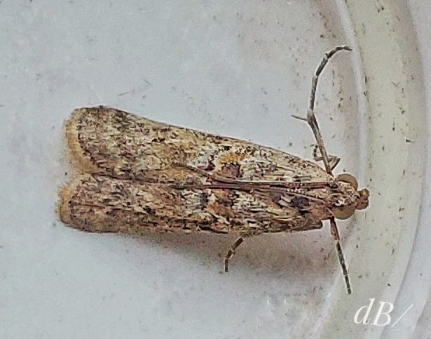 Saltmarsh Knot-horn (<em>Ancylosis oblitella</em>)