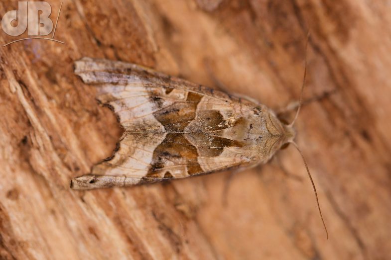 Angle Shades (<em>Phlogophora meticulosa</em>)