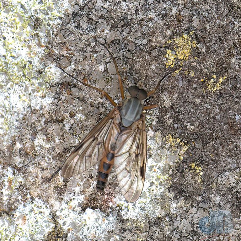 Downlooker Snipefly (<em>Rhagio scolopaceus</em>) 
