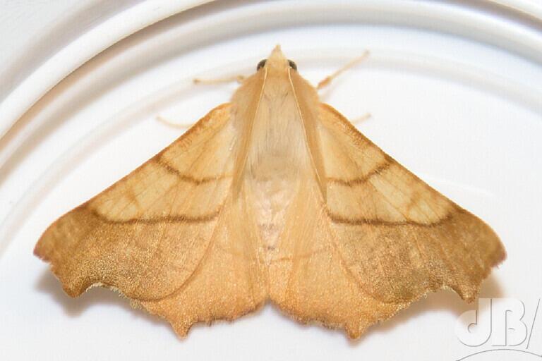 Dusky Thorn (<em>Ennomos fuscantaria</em>)