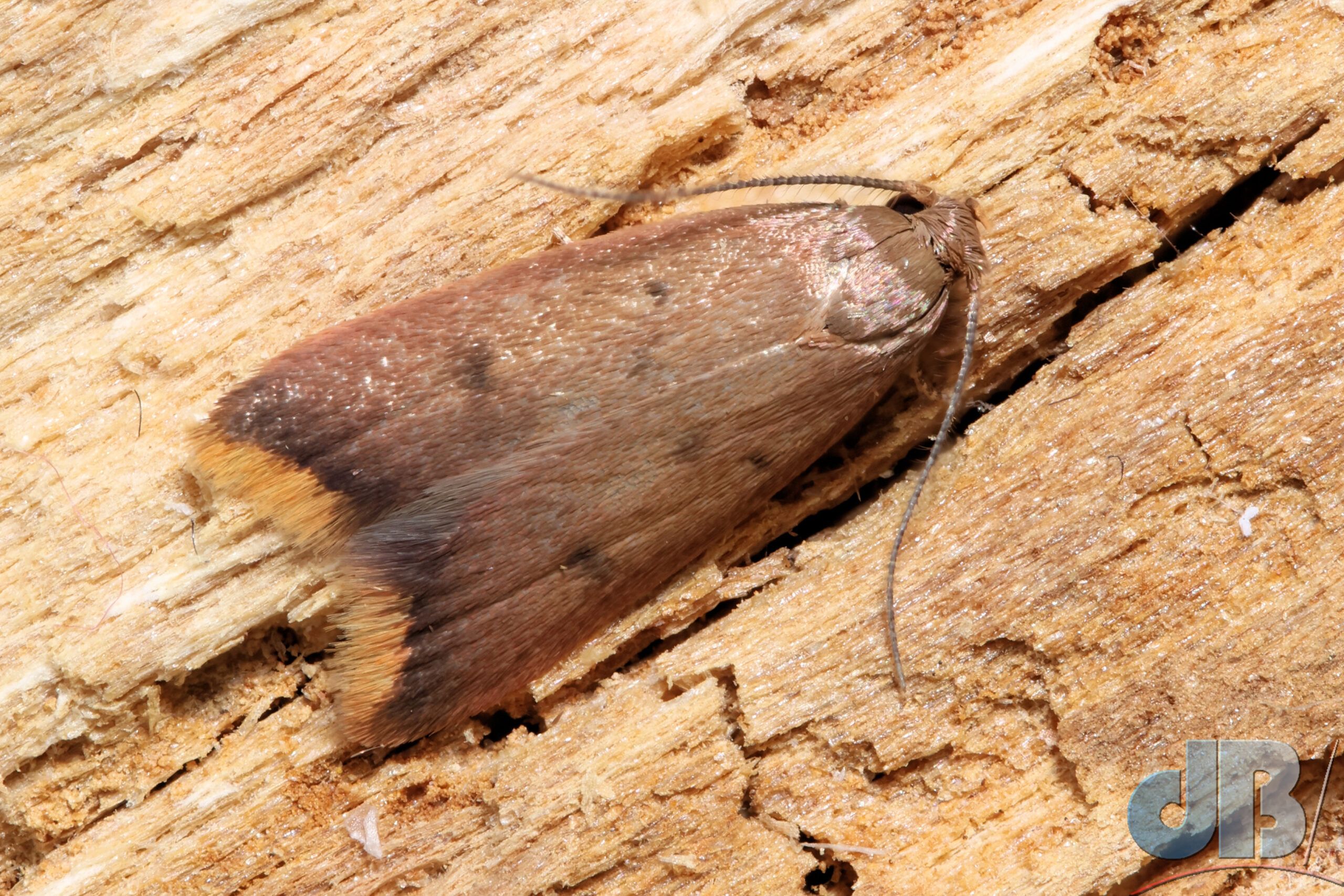 Australian Orange-tip (<em>Tachystola acroxantha</em>)