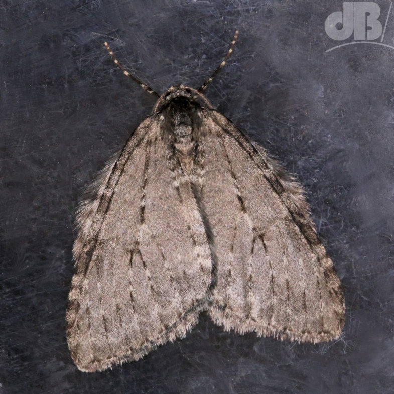 November Moth agg. (<em>Epirrita dilutata</em>)