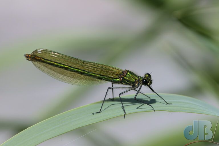 Female Banded Demoiselle (<em>Calopteryx splendens</em>)