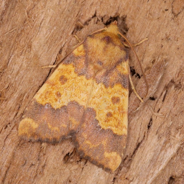Barred Sallow (<em>Tiliacea aurago</em>)