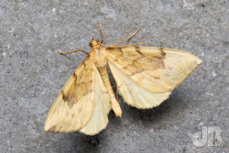 Barred Straw (<em>Gandaritis pyraliata</em>)