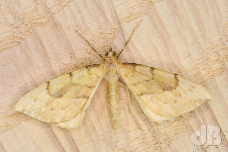 Barred Straw (<em>Gandaritis pyraliata</em>)