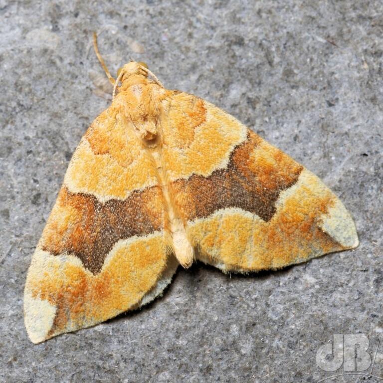 Barred Yellow (<em>Cidaria fulvata</em>)