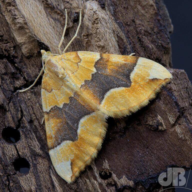 Barred Yellow (<em>Cidaria fulvata</em>)