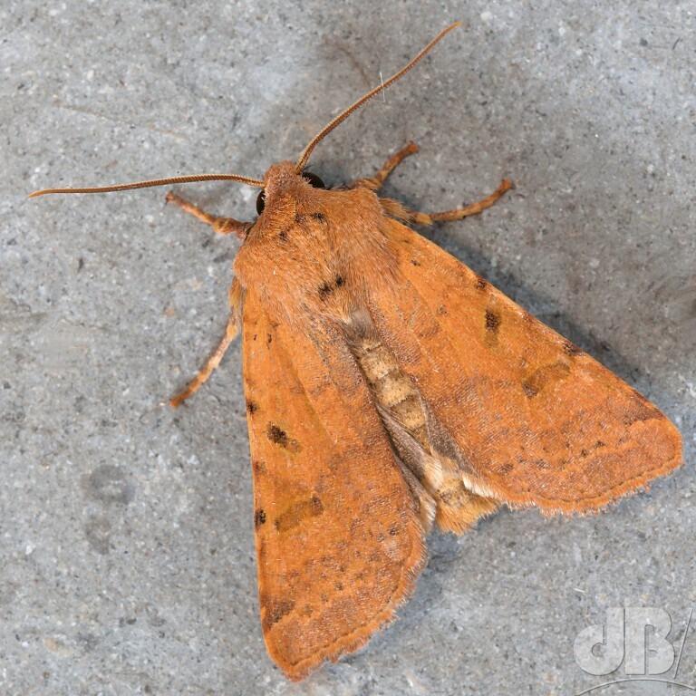 Beaded Chestnut (<em>Agrochola lychnidis</em>)