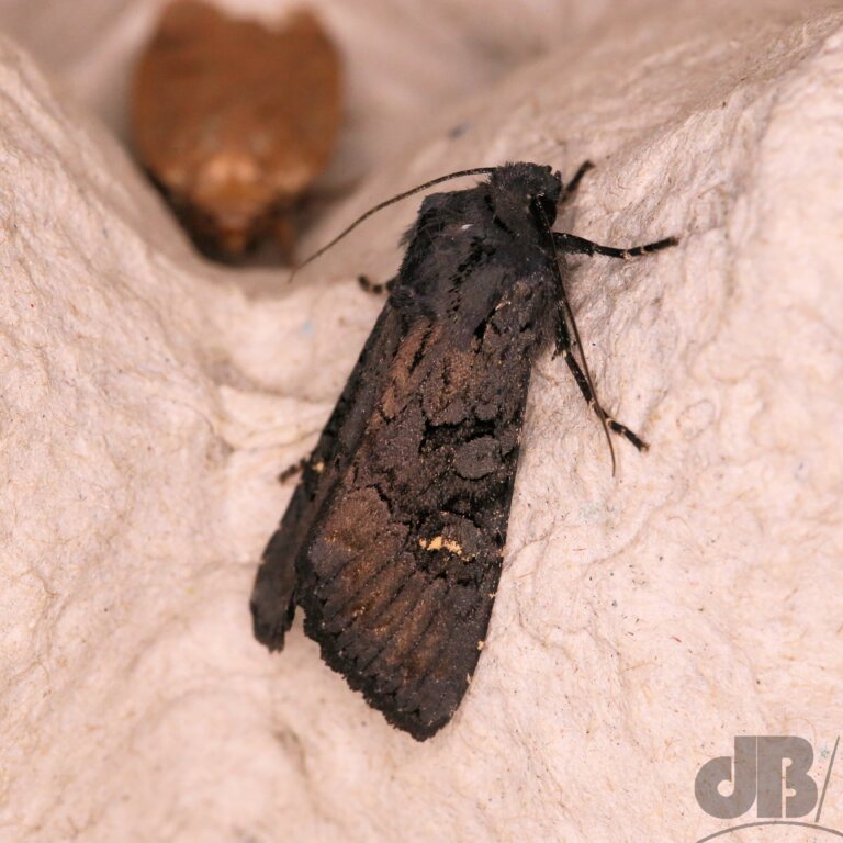Black Rustic (<em>Aporophyla nigra</em>)