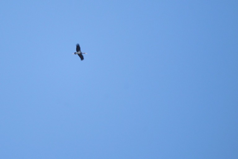 Black Stork (<em>Ciconia nigra</em>)