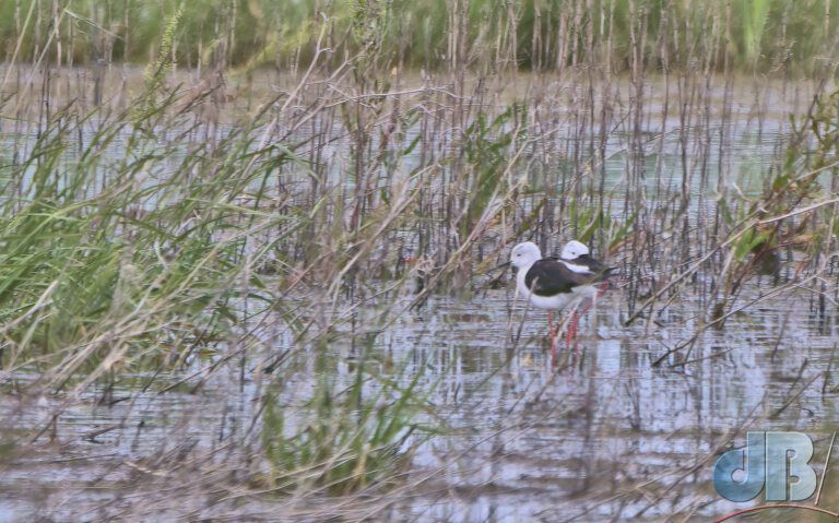 Black-winged Stilt (<em>Himantopus himantopus</em>)