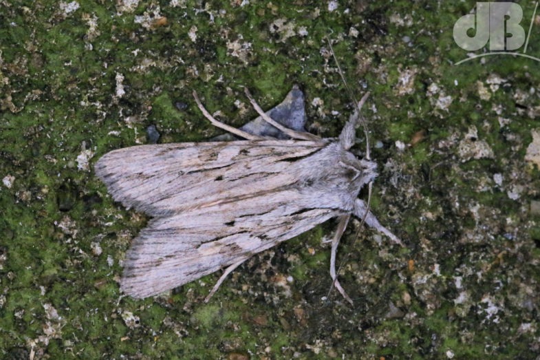 Blair's Shoulder Knot (<em>Lithophane leautieri</em>)