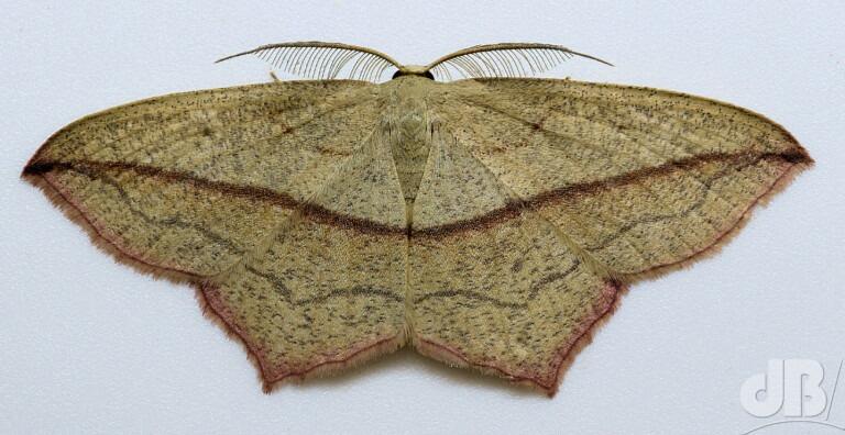 Blood-vein (<em>Timandra comae</em>)