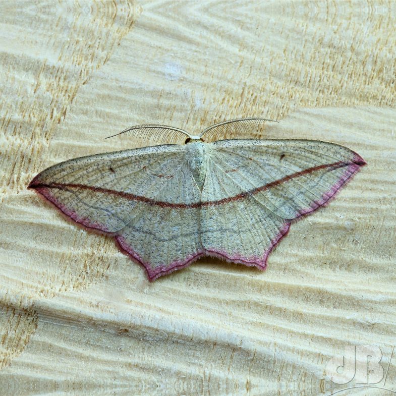 Blood-vein (<em>Timandra comae</em>)