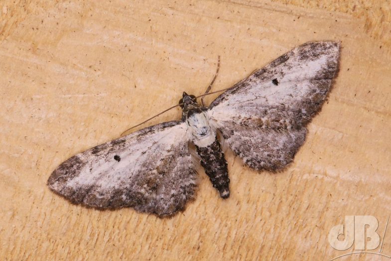 Bordered Pug (<em>Eupithecia succenturiata</em>)