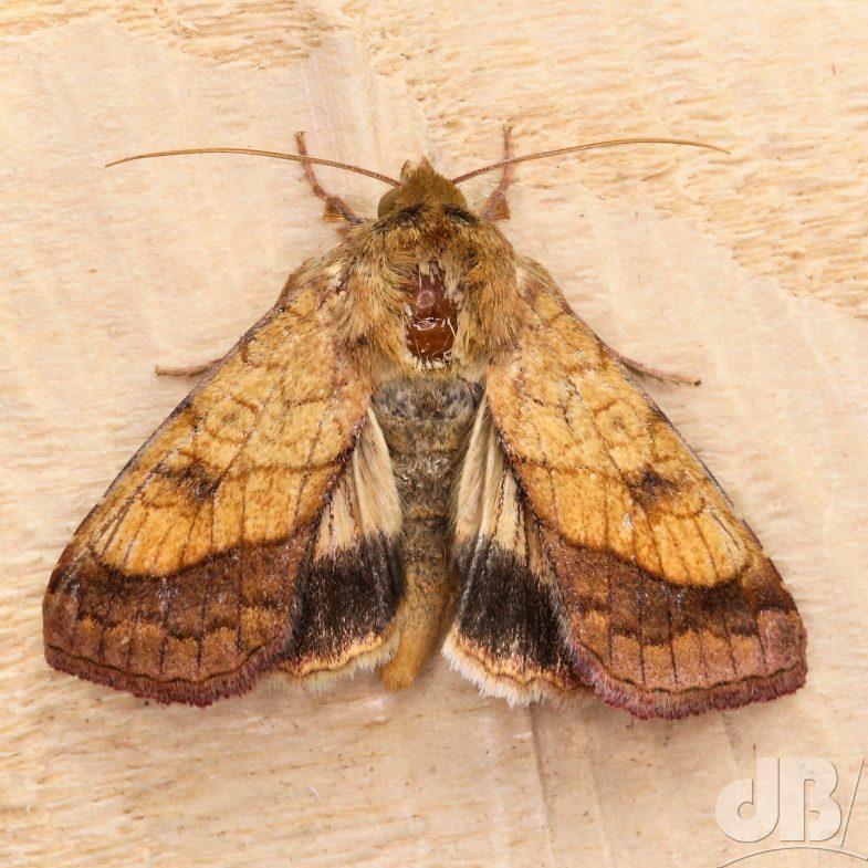 Bordered Sallow (<em>Pyrrhia umbra</em>)