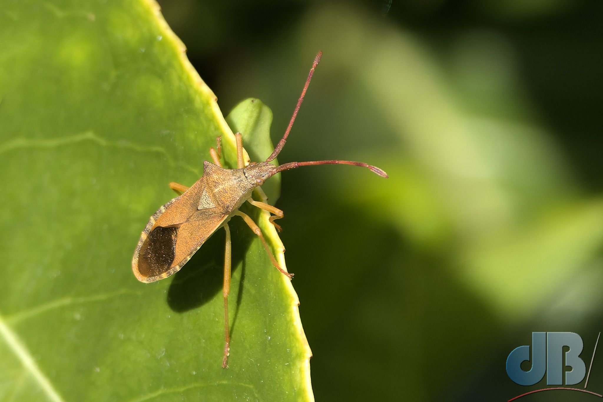 Box Bug (<em>Gonocerus acuteangulatus</em>)