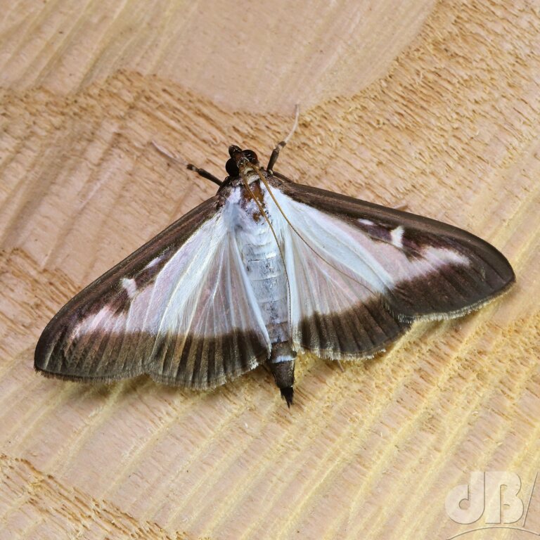 Box-tree Moth (<em>Cydalima perspectalis</em>)