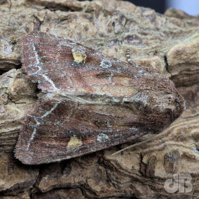 Bright-line Brown-eye (<em>Lacanobia oleracea</em>)