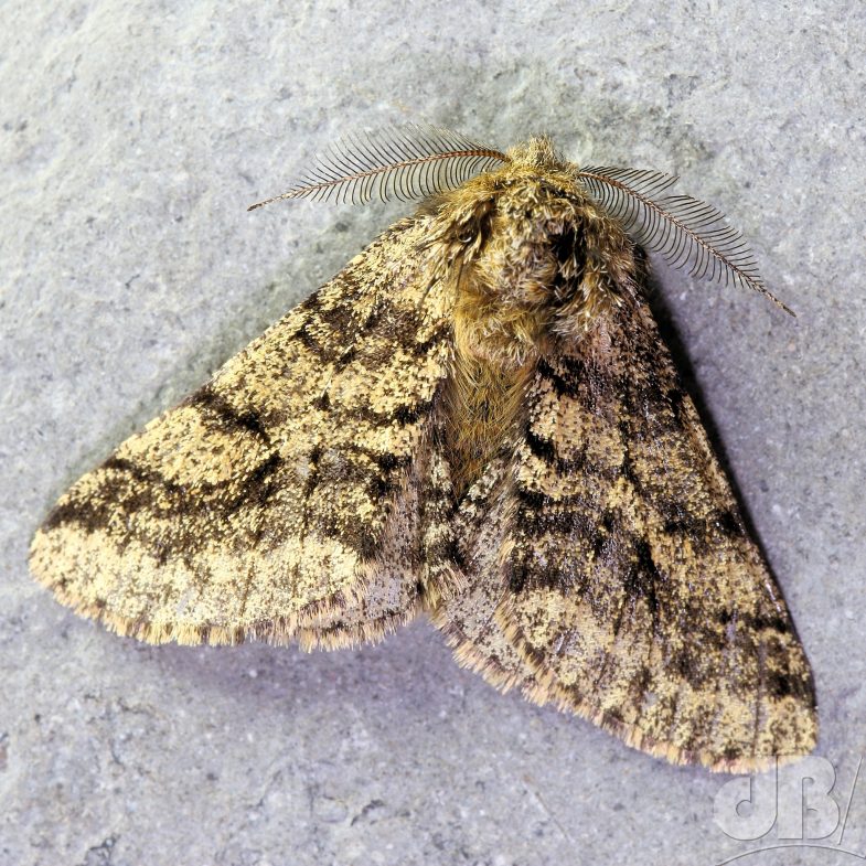 Brindled Beauty (<em>Lycia hirtaria</em>)