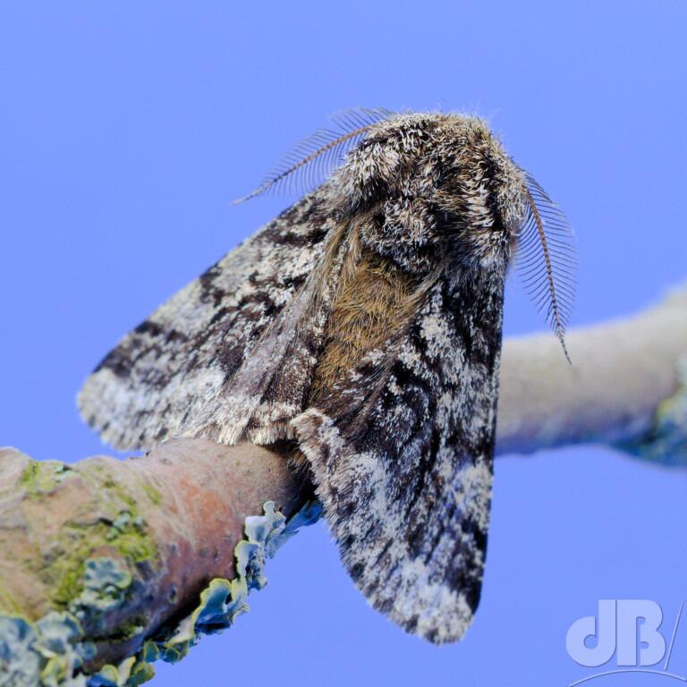 Brindled Beauty (<em>Lycia hirtaria</em>)