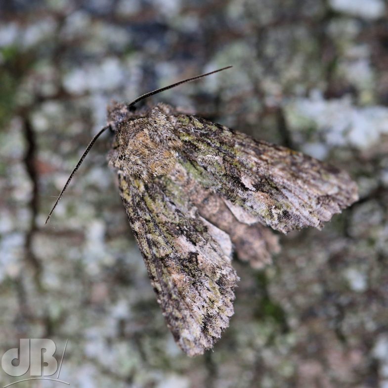 Brindled Green (<em>Dryobotodes eremita</em>)