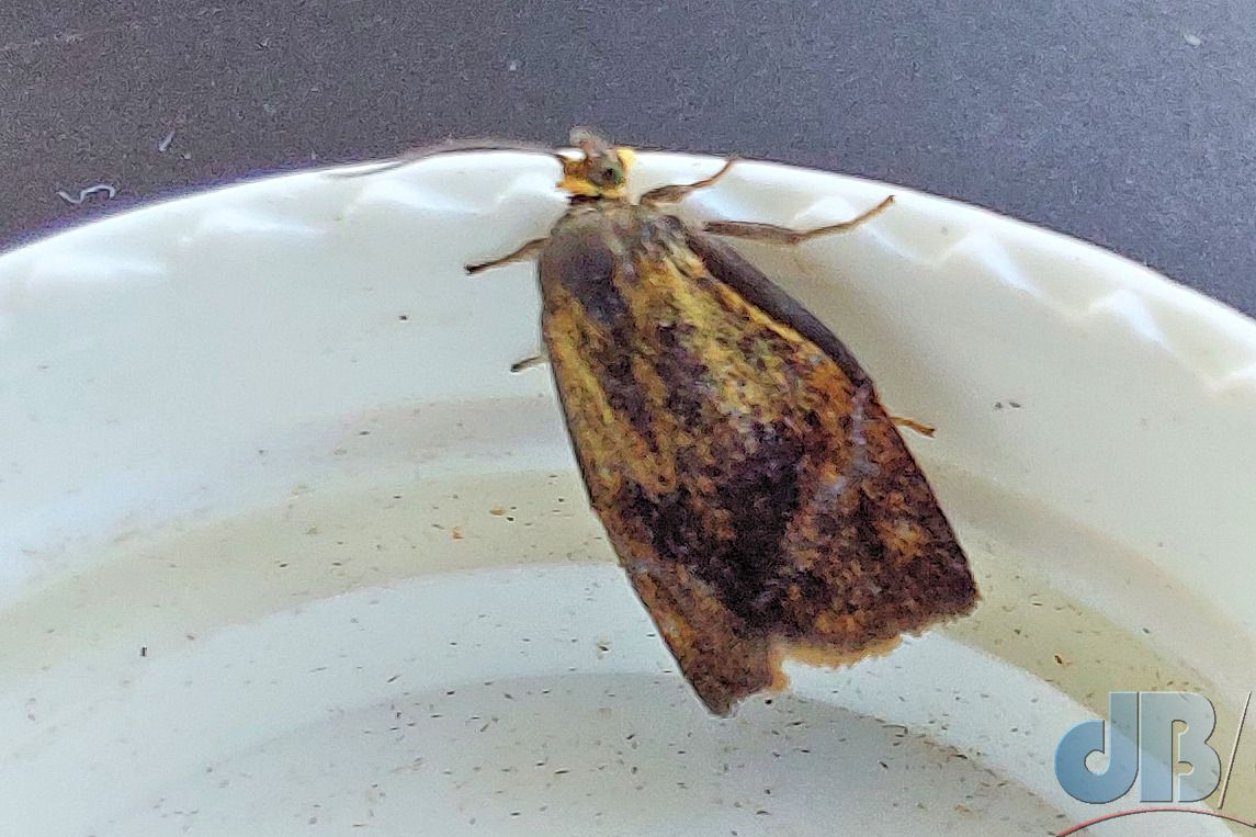 Brindled Tortrix (<em>Ptycholoma lecheana</em>)