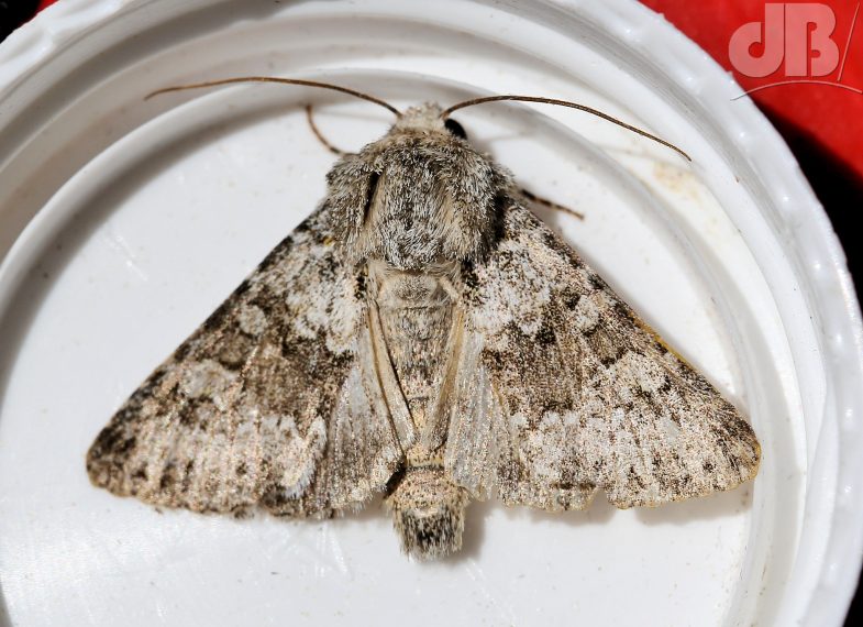 Small Ranunculus (<em>Hecatera dysodea</em>)