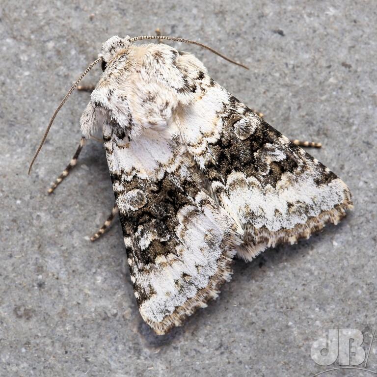 Broad-barred White	(<em>Hecatera bicolorata</em>)