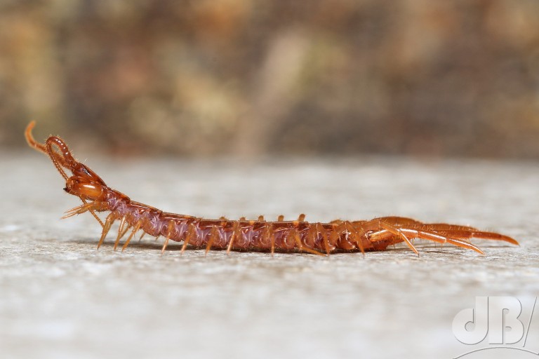 Brown Centipede (<em>Lithobius forficatus</em>)