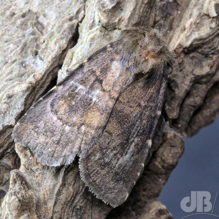 Brown Rustic (<em>Rusina ferruginea</em>)