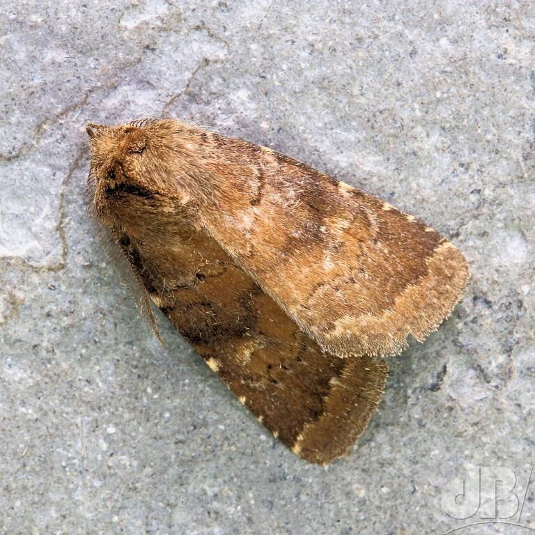 Brown Rustic (<em>Rusina ferruginea</em>)