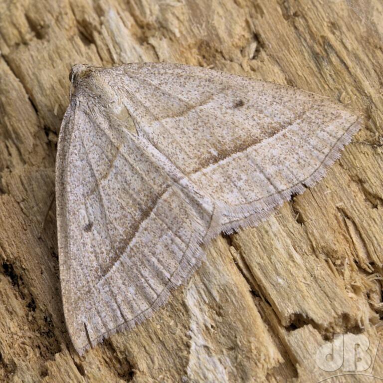 Brown Silver-line (<em>Petrophora chlorosata</em>)