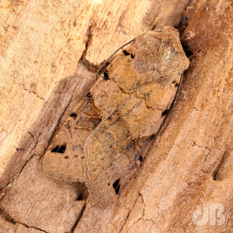 Brown-spot Pinion (<em>Agrochola litura</em>)