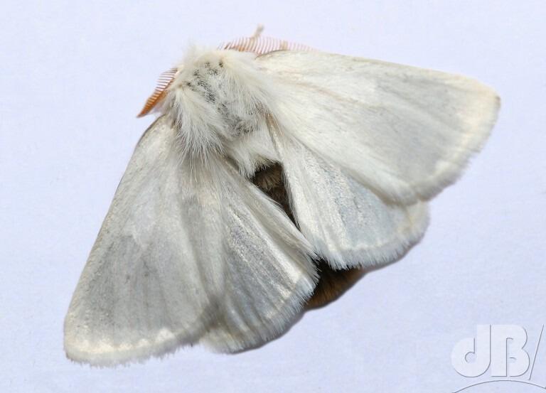 Brown-tail (<em>Euproctis chrysorrhoea</em>)