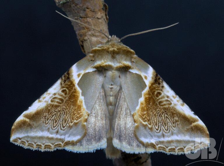Buff Arches (<em>Habrosyne pyritoides</em>)