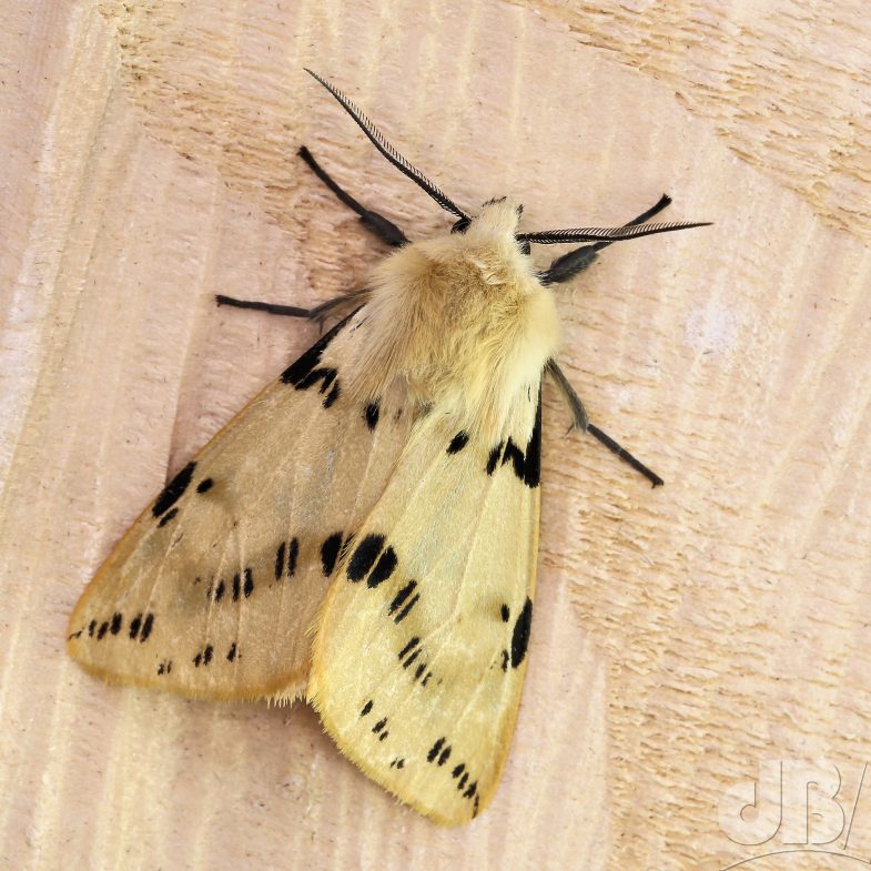 Buff Ermine (<em>Spilosoma lutea</em>)
